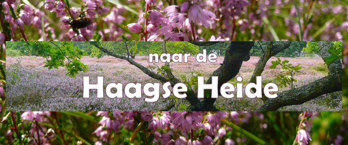 Haagse Heide